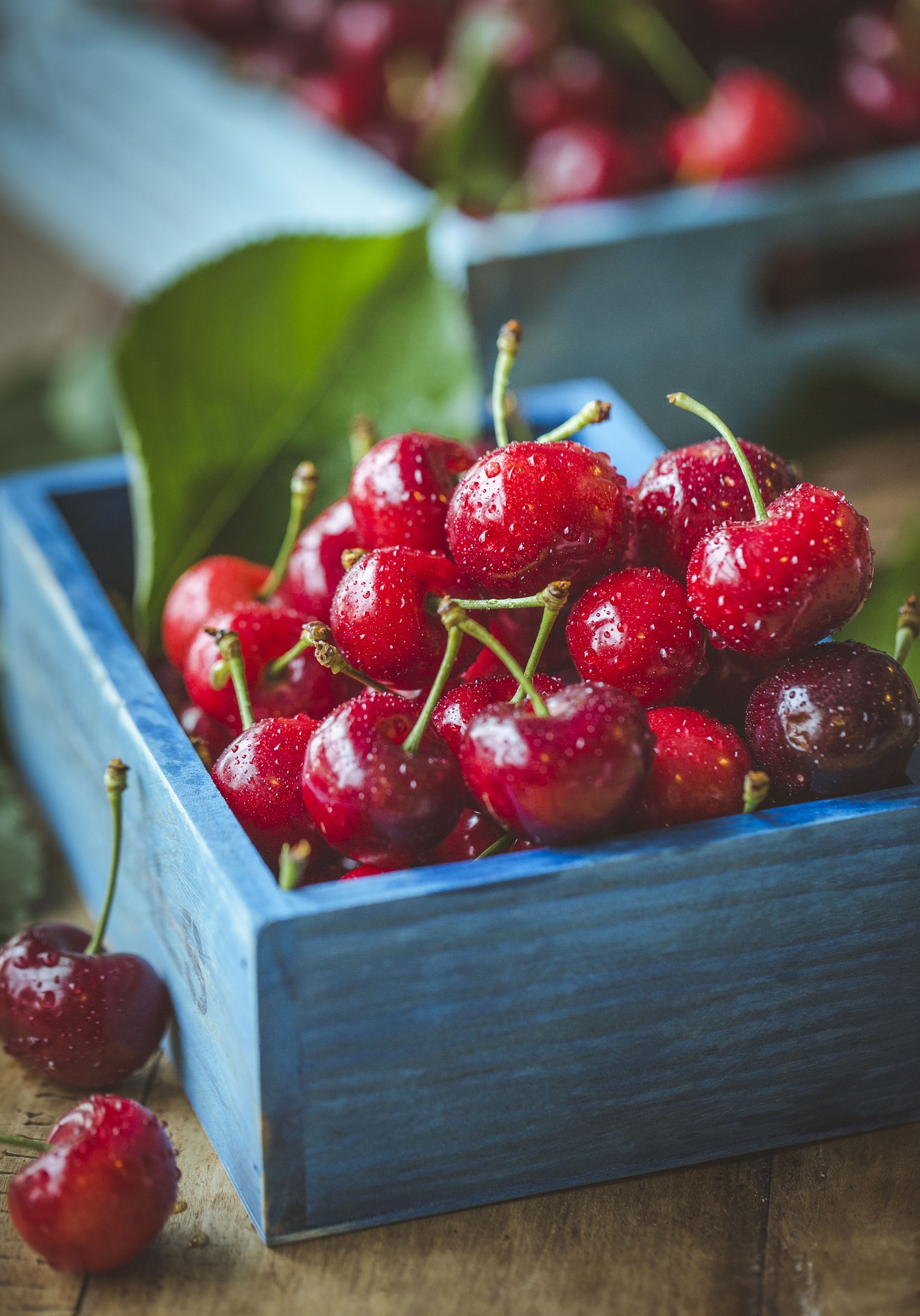 cherry-1534063_1920
