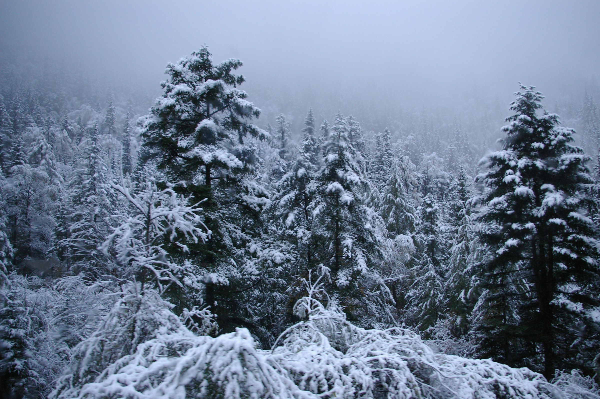 Snow covered trees on a cold winter day